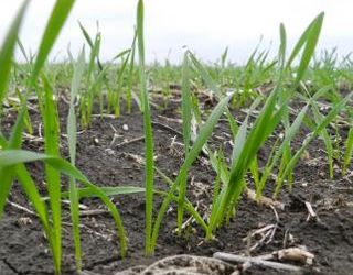 Дефіцит кальцію негативно впливає на кореневу систему озимої пшениці